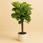 Ficus Lyrata - 130cm in einem modernen Studio mit modernem Topf