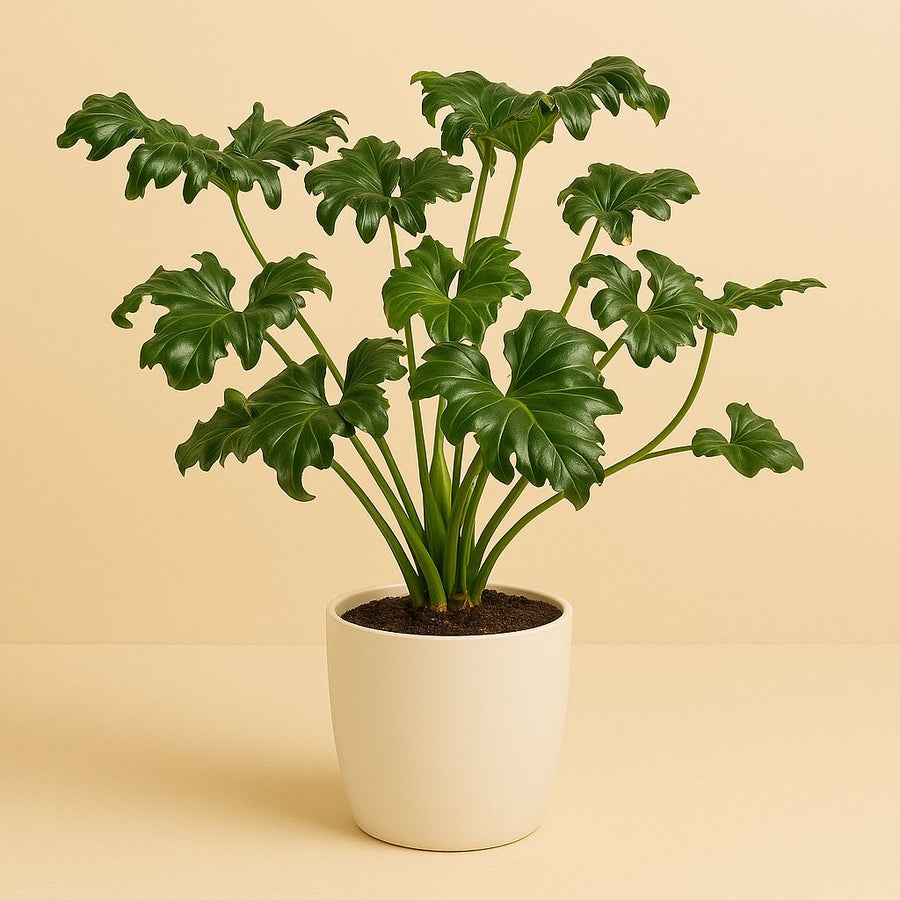 Philodendron Atlantis - 50cm in einem modernen Studio mit modernem Topf