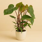 Philodendron Red Twins - 75cm in einem modernen Studio mit modernem Topf