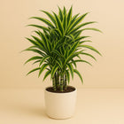 Dracaena Fragrans Lemon Lime - 100cm in einem modernen Studio mit modernem Topf