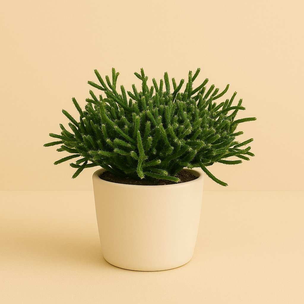 Rhipsalis Burchellii - 15cm in einem modernen Studio mit modernem Topf