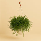 Rhipsalis Heteroclada - 25cm in einem modernen Studio mit modernem Topf