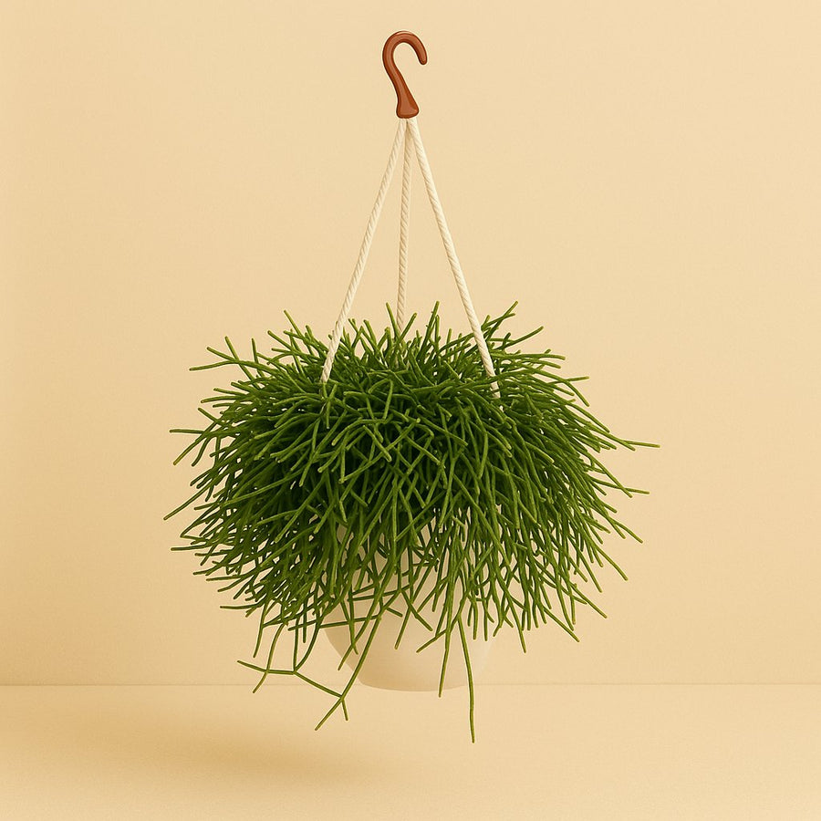 Rhipsalis Heteroclada - 25cm in einem modernen Studio mit modernem Topf