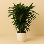 Dracaena Fragrans Janet Craig - 120cm in einem modernen Studio mit modernem Topf