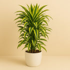 Dracaena Lemon Lime - 110cm in einem modernen Studio mit modernem Topf