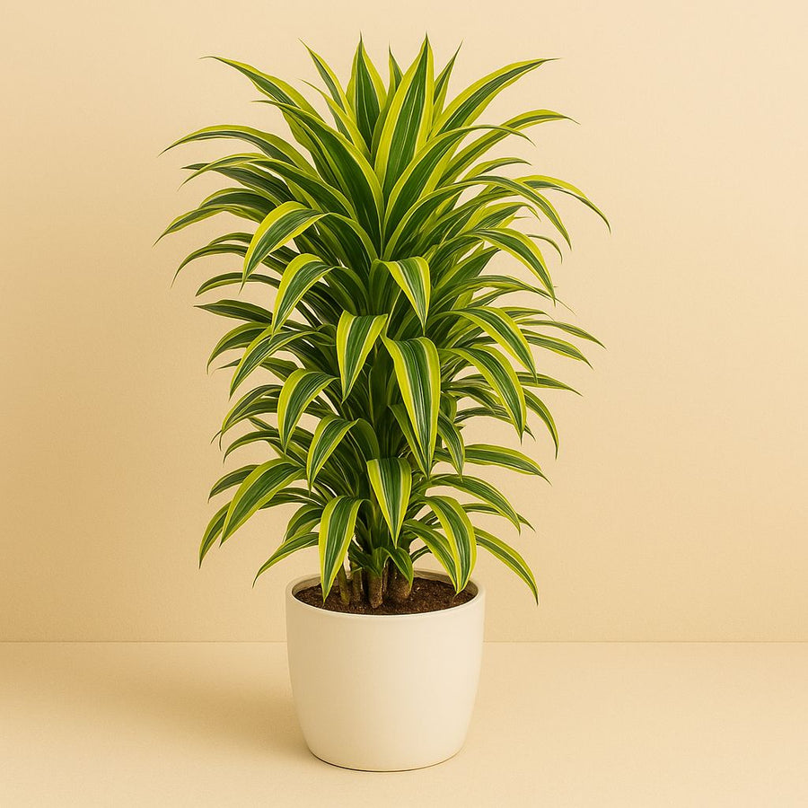 Dracaena Lemon Lime - 110cm in einem modernen Studio mit modernem Topf