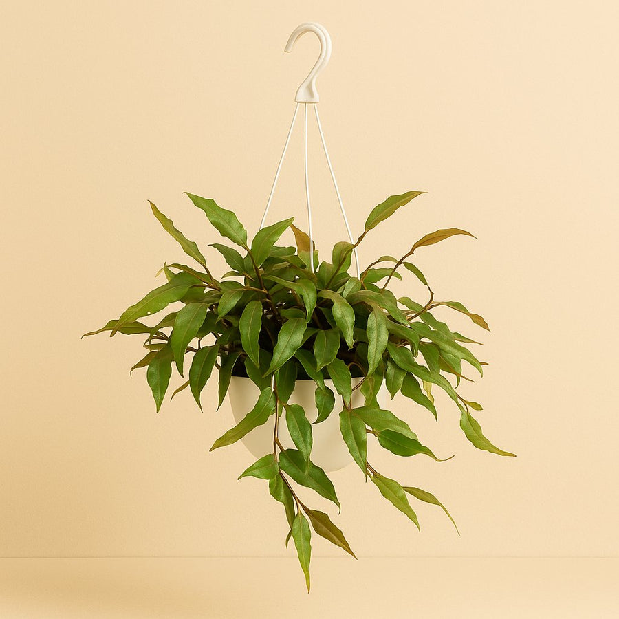 Rhipsalis Elliptica - 35cm in einem modernen Studio mit modernem Topf