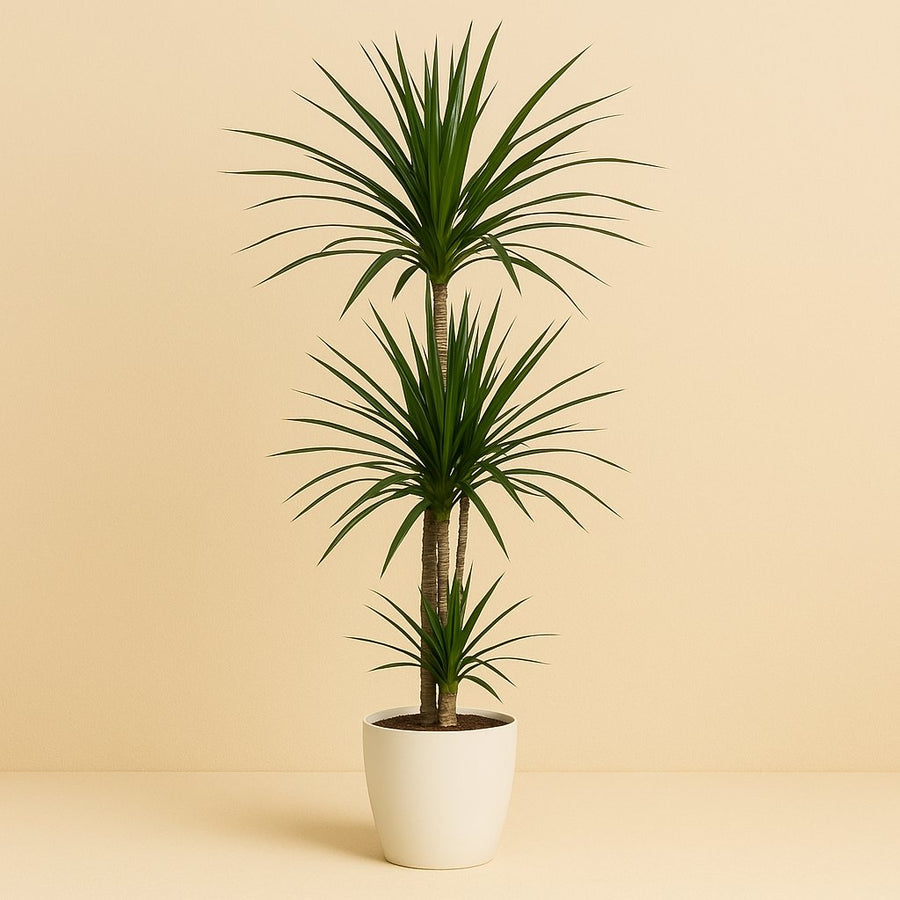 Dracaena Frag. Rikii - 120cm in einem modernen Studio mit modernem Topf