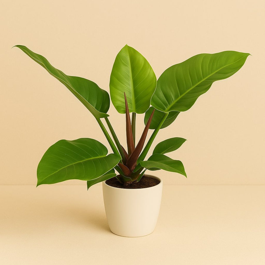 Philodendron Imperial Green - 60cm in einem modernen Studio mit modernem Topf