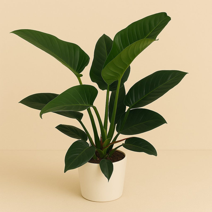 Philodendron Congo Millions - 100cm in einem modernen Studio mit modernem Topf