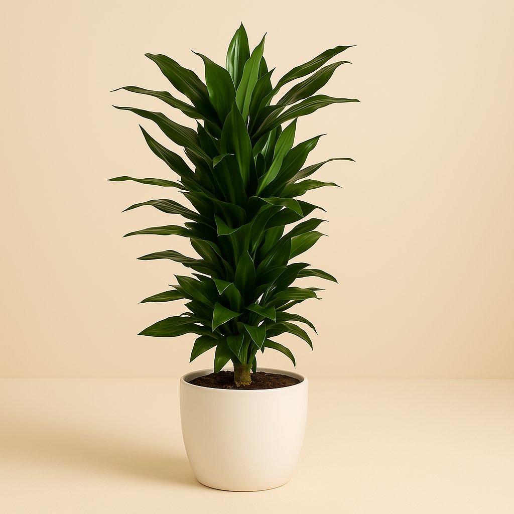 Dracaena Janet Lind - 110cm in einem modernen Studio mit modernem Topf