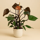 Philodendron Ruby - 75cm in einem modernen Studio mit modernem Topf