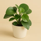 Peperomia Raindrop - 20cm in einem modernen Studio mit modernem Topf