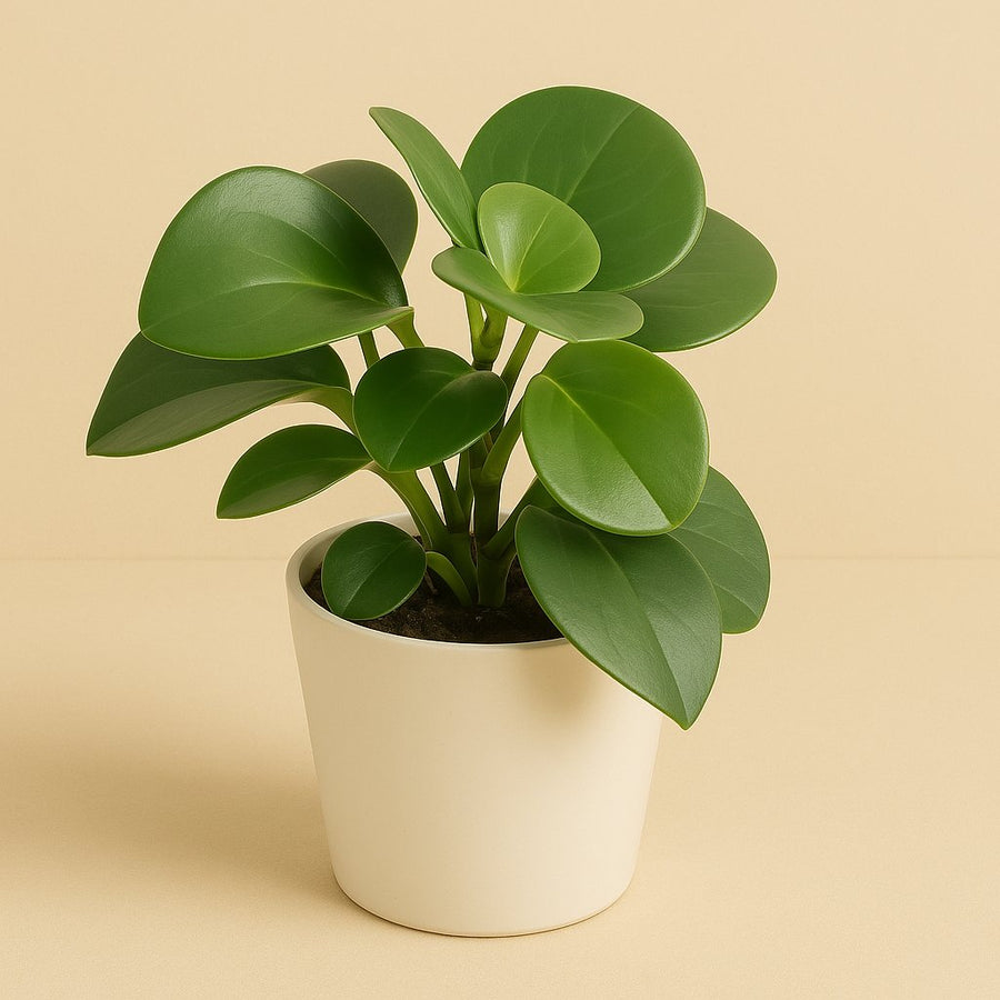 Peperomia Raindrop - 20cm in einem modernen Studio mit modernem Topf