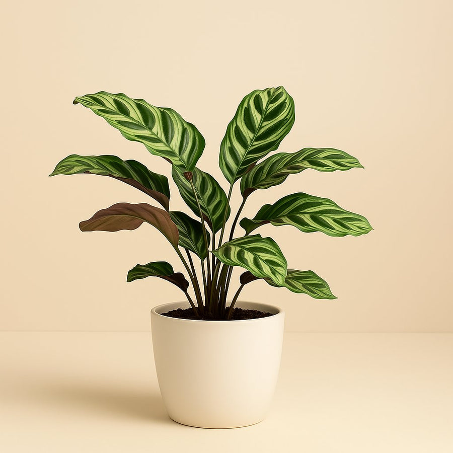 Ctenanthe Burle Marxii - 30cm in einem modernen Studio mit modernem Topf