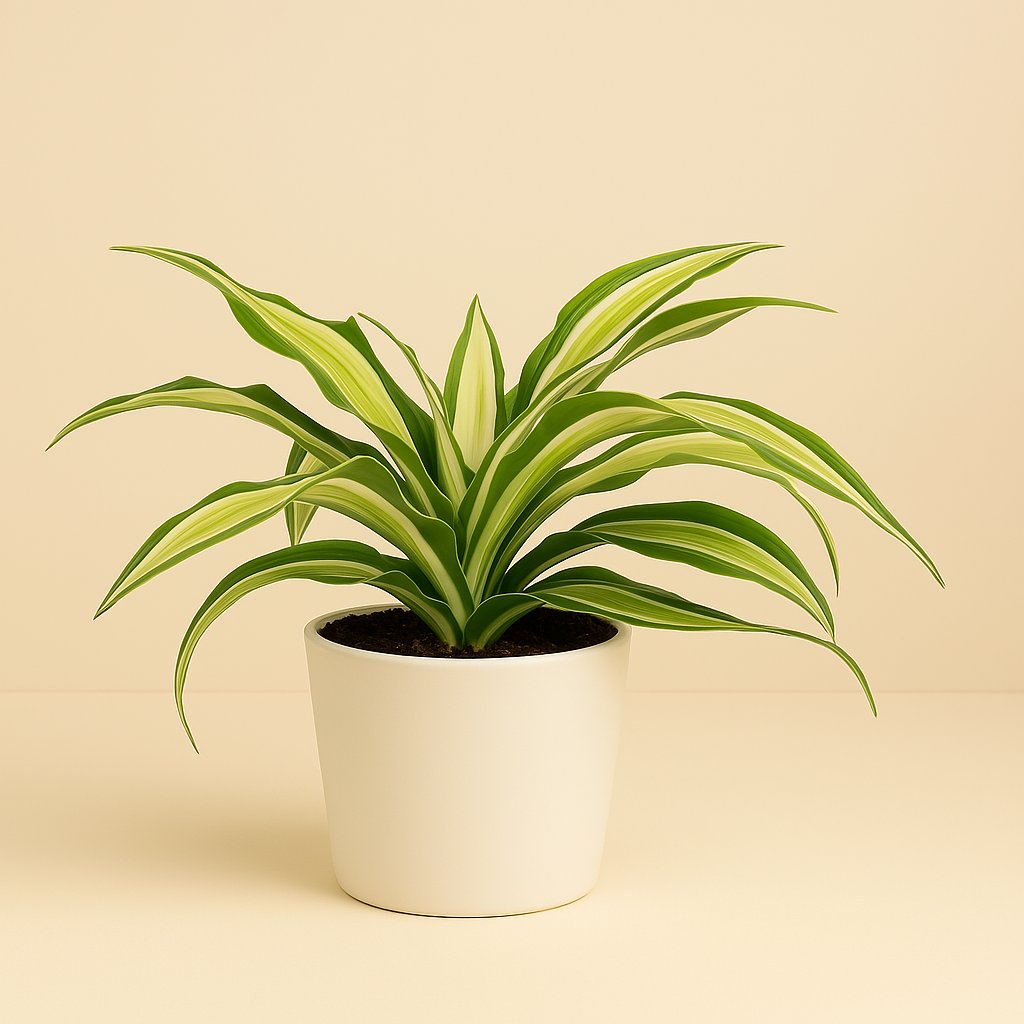 Dracaena Malaika - 22cm in einem modernen Studio mit modernem Topf