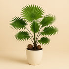 Livistona - 65cm in einem modernen Studio mit modernem Topf