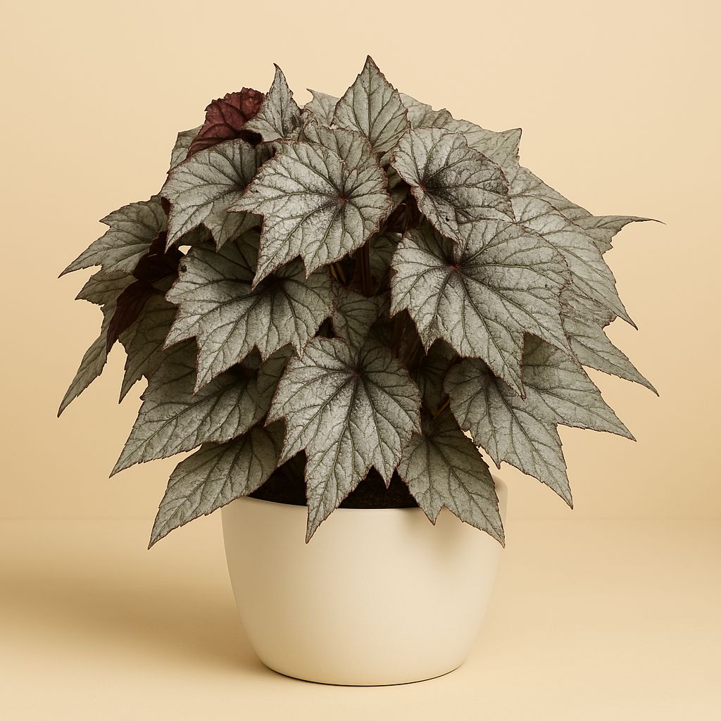 Begonia Evening Glow - 32cm in einem modernen Studio mit modernem Topf