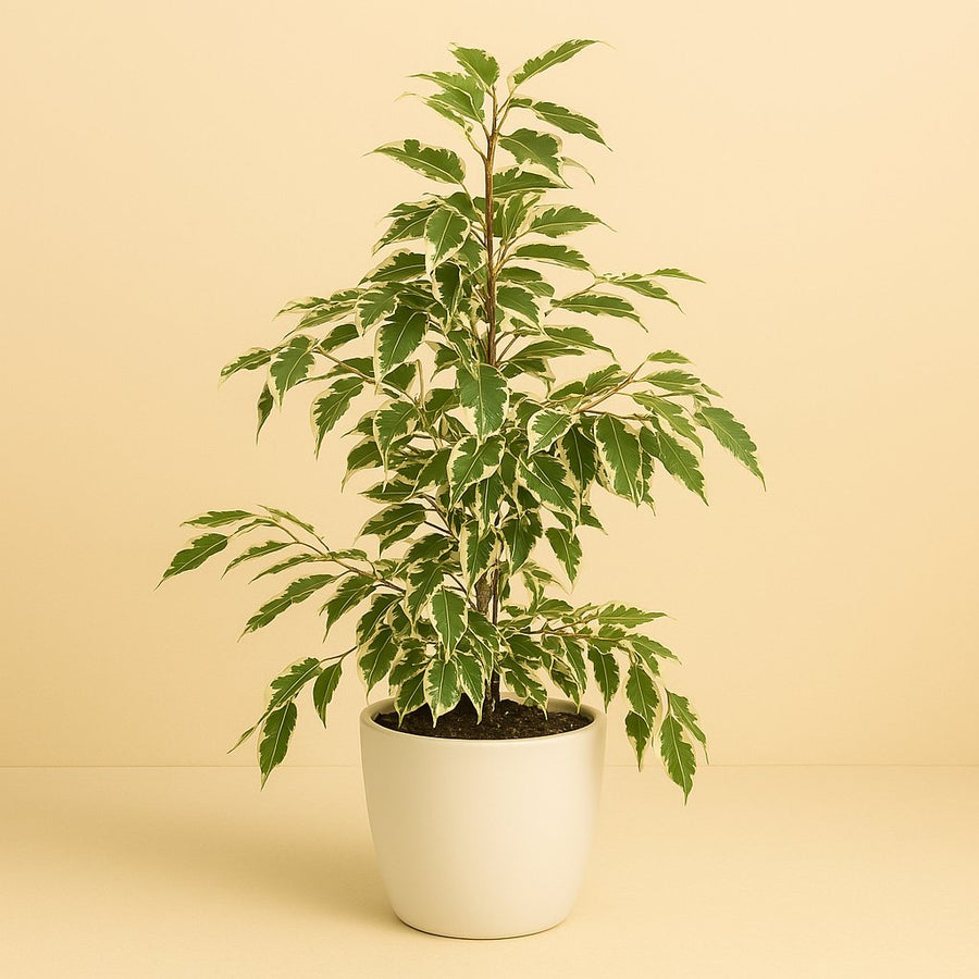 Ficus Benjamina Twilight - 70cm in einem modernen Studio mit modernem Topf
