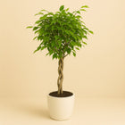 Ficus Benjamina geflochtener Stamm - 100cm in einem modernen Studio mit modernem Topf