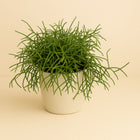 Rhipsalis Cassutha - 15cm in einem modernen Studio mit modernem Topf
