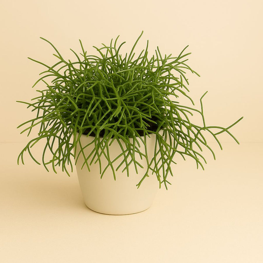 Rhipsalis Cassutha - 15cm in einem modernen Studio mit modernem Topf