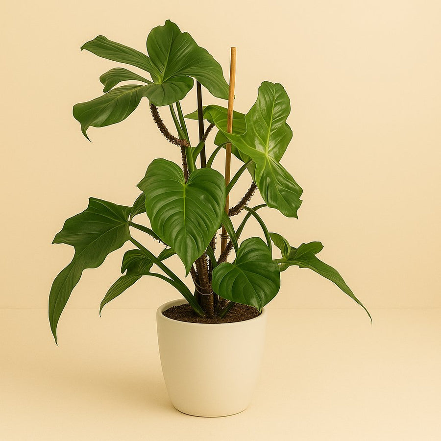 Philodendron Squamiferum - 75cm in einem modernen Studio mit modernem Topf