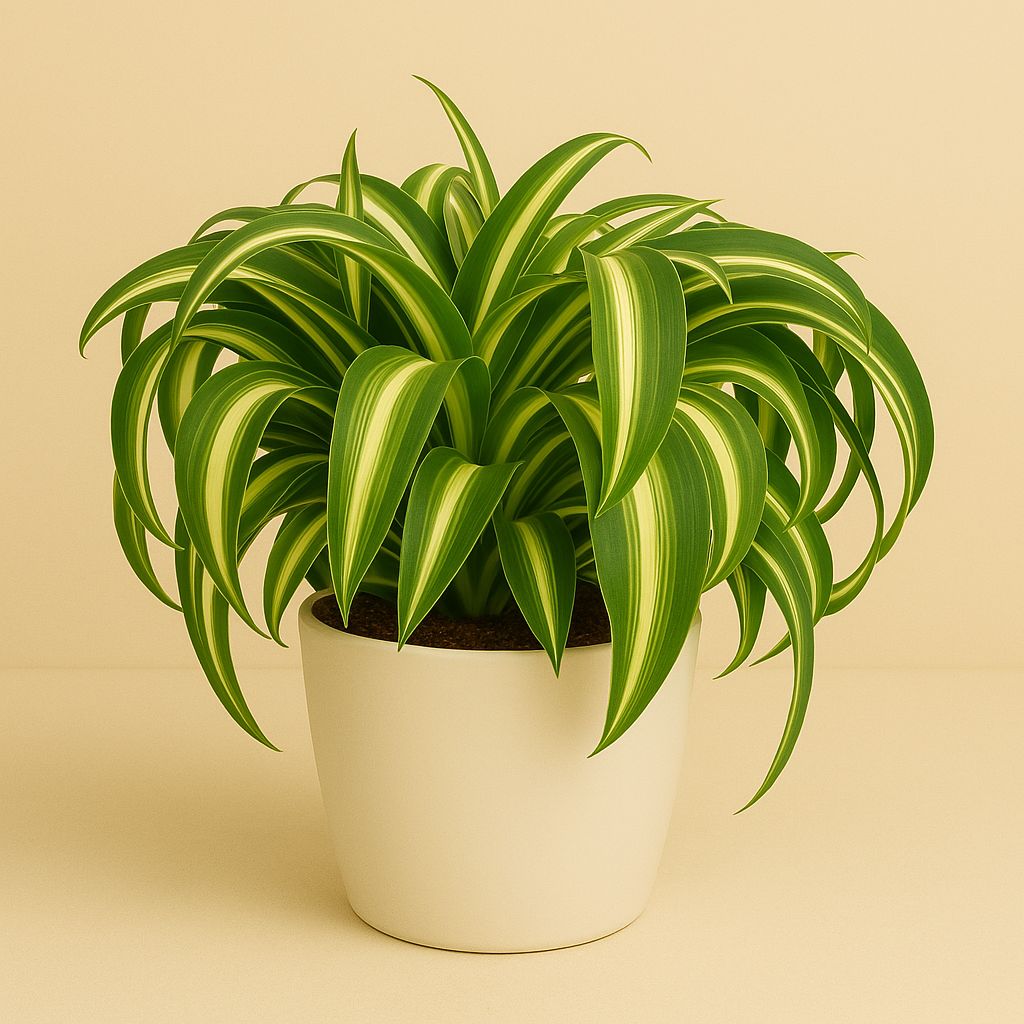 Chlorophytum Bonnie - 15cm in einem modernen Studio mit modernem Topf