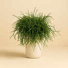 Rhipsalis Pulchra - 45cm in einem modernen Studio mit modernem Topf