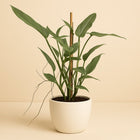 Philodendron Grey - 75cm in einem modernen Studio mit modernem Topf