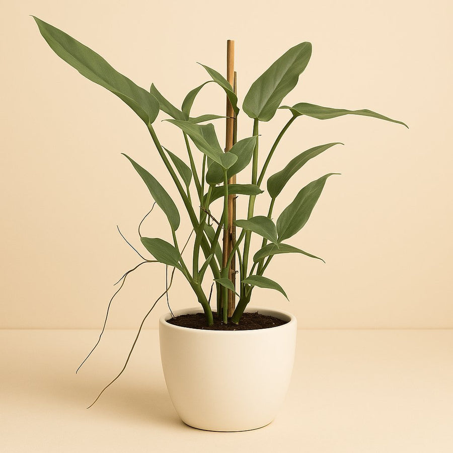 Philodendron Grey - 75cm in einem modernen Studio mit modernem Topf