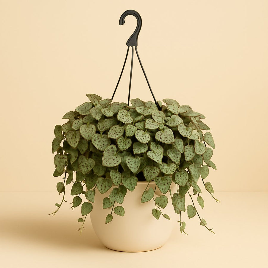 Ceropegia Woodii Variegata - 15cm in einem modernen Studio mit modernem Topf