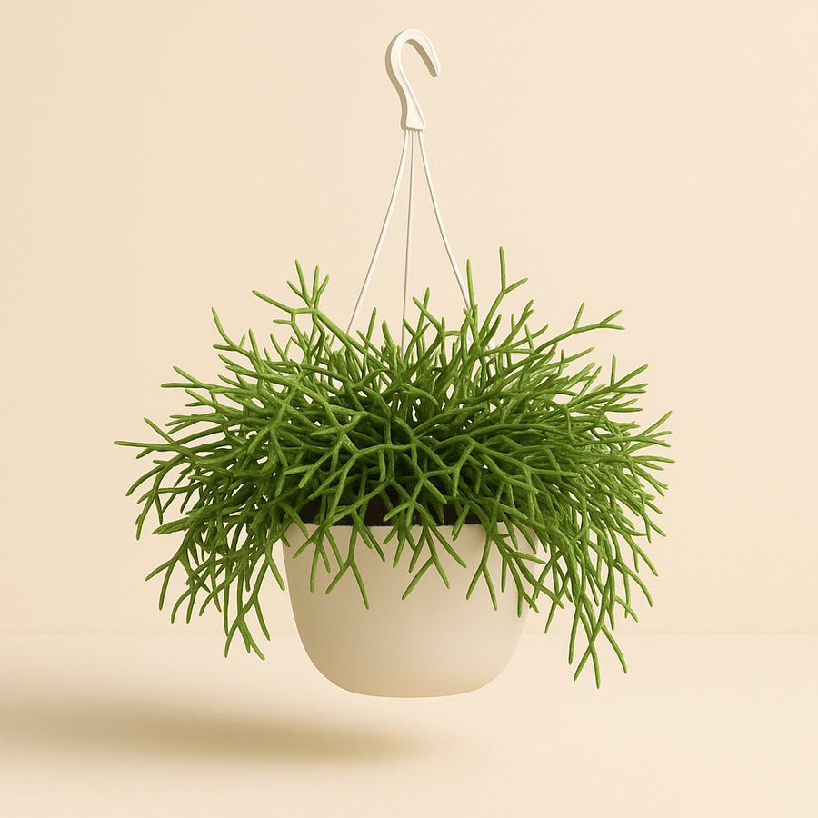 Rhipsalis Heteroclada - 25cm in einem modernen Studio mit modernem Topf