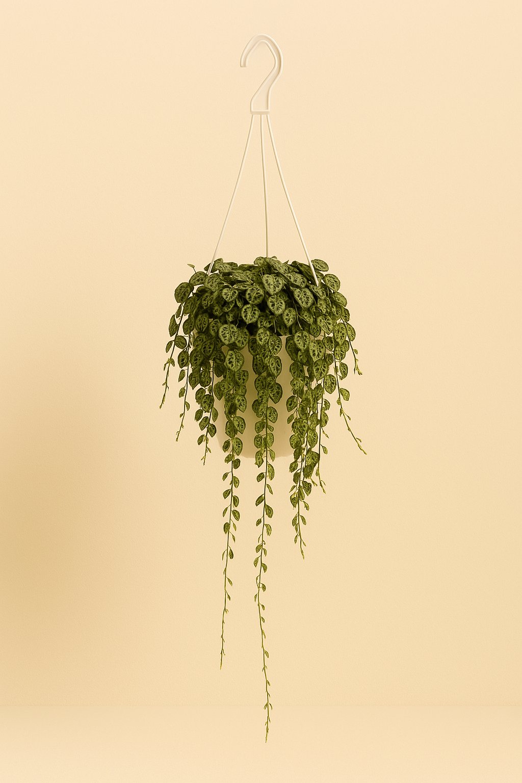 Peperomia Prostrata - 20cm in einem modernen Studio mit modernem Topf
