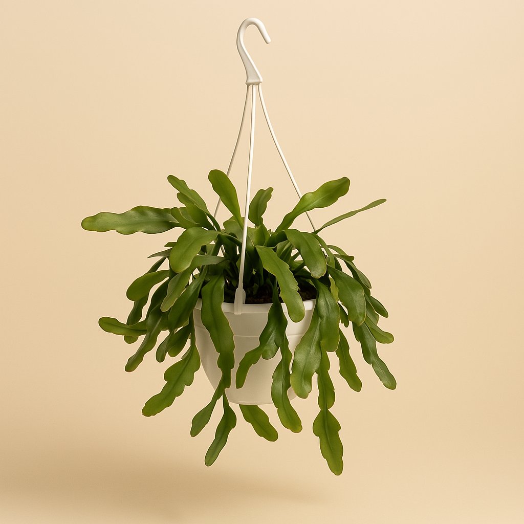 Lepismium Houlletianum Forma Regnellii - 70cm in einem modernen Studio mit modernem Topf