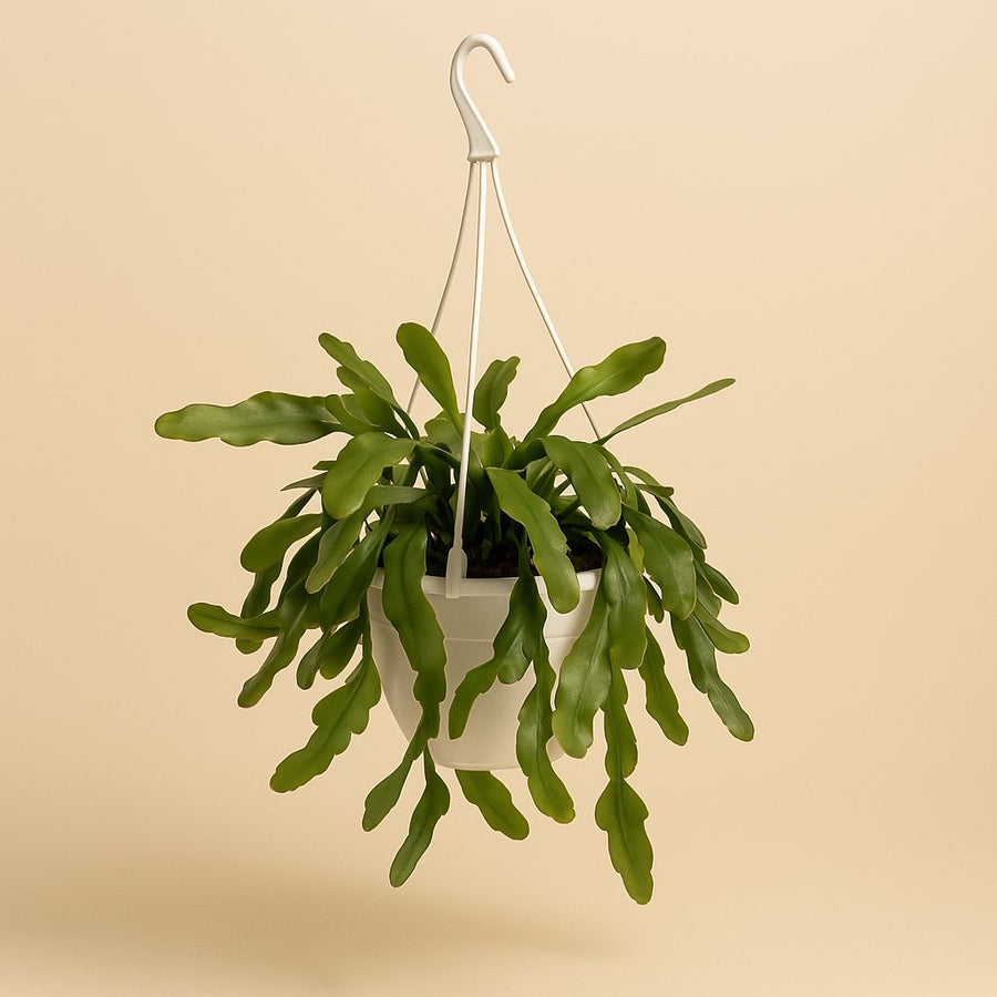 Lepismium Houlletianum Forma Regnellii - 70cm in einem modernen Studio mit modernem Topf