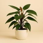 Philodendron New Red Pyramide - 75cm in einem modernen Studio mit modernem Topf