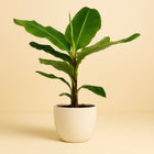 Musa Dwarf Cavendish - 130cm in einem modernen Studio mit modernem Topf