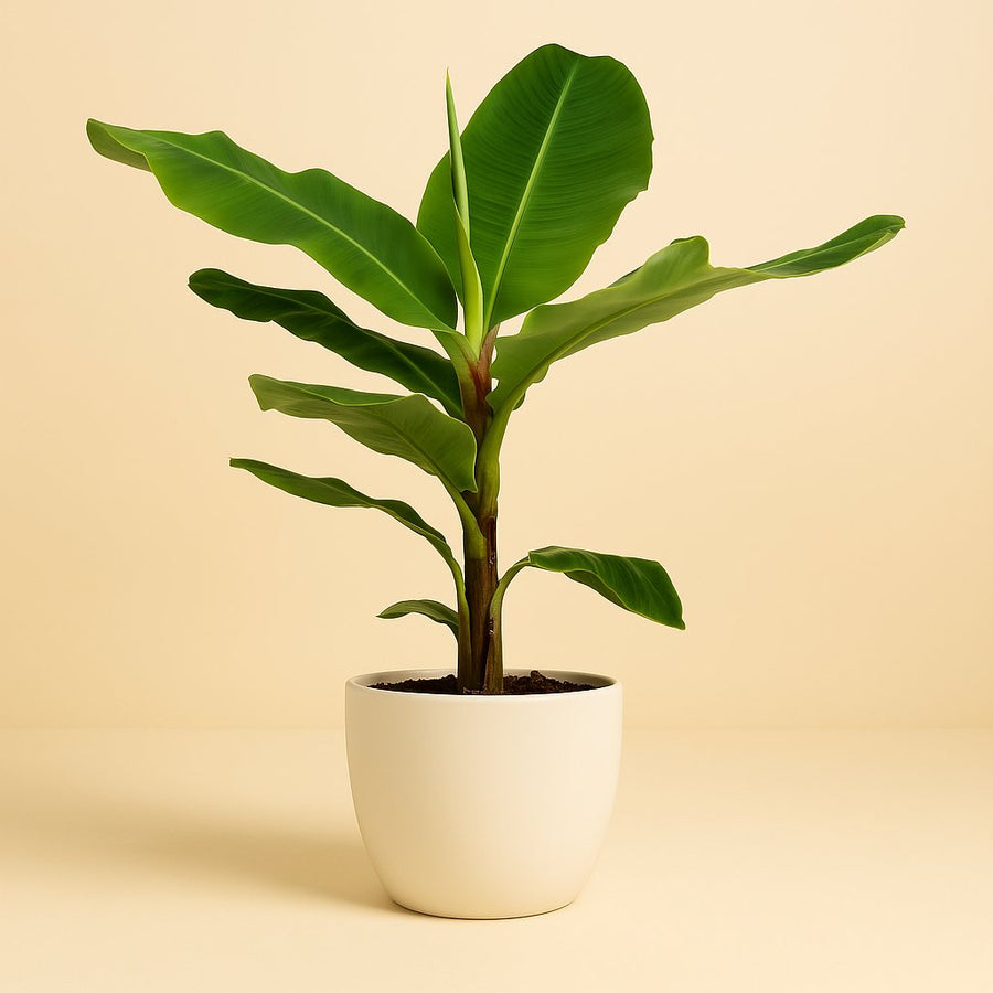 Musa Dwarf Cavendish - 130cm in einem modernen Studio mit modernem Topf