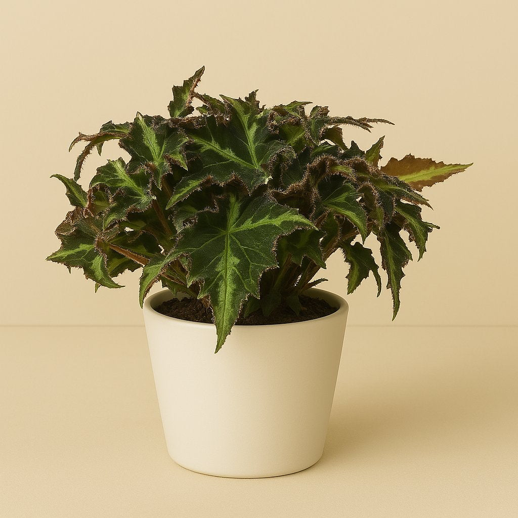 Begonia Rex Breakdance - 25cm in einem modernen Studio mit modernem Topf