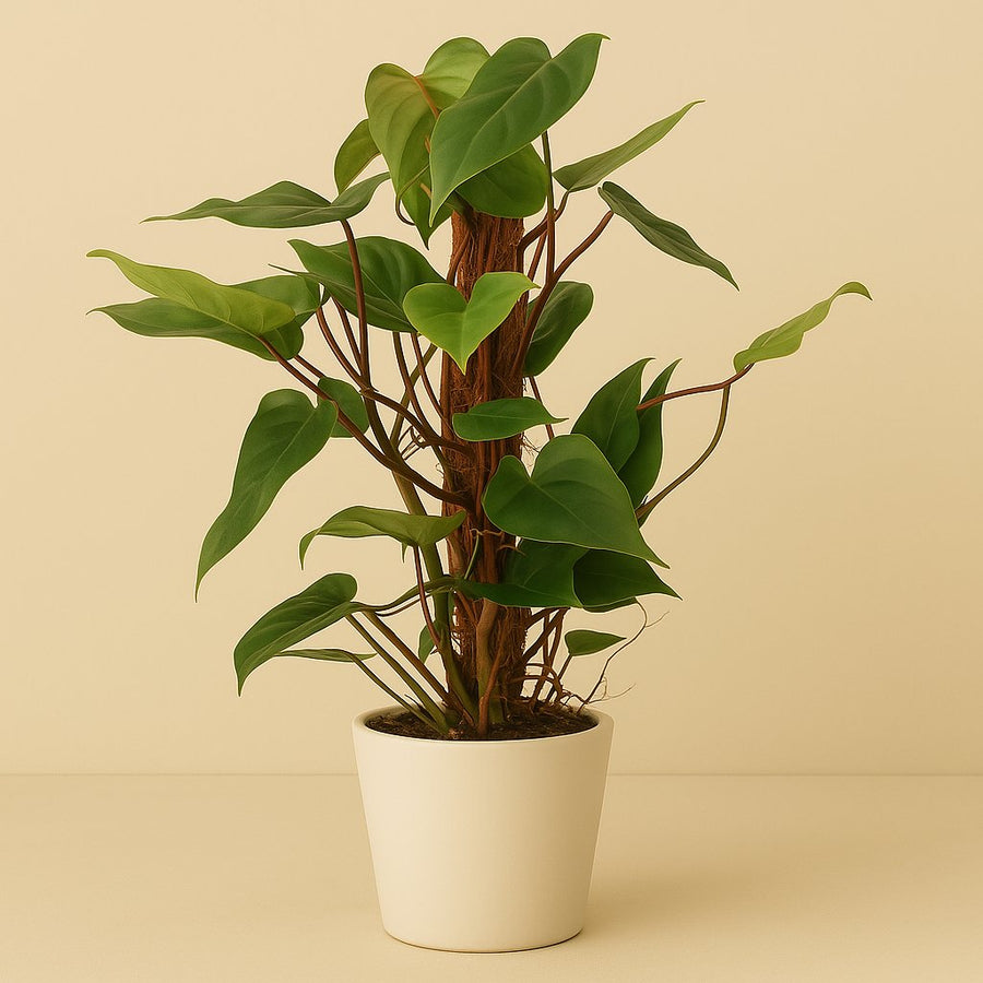 Philodendron Red Emerald - 80cm in einem modernen Studio mit modernem Topf