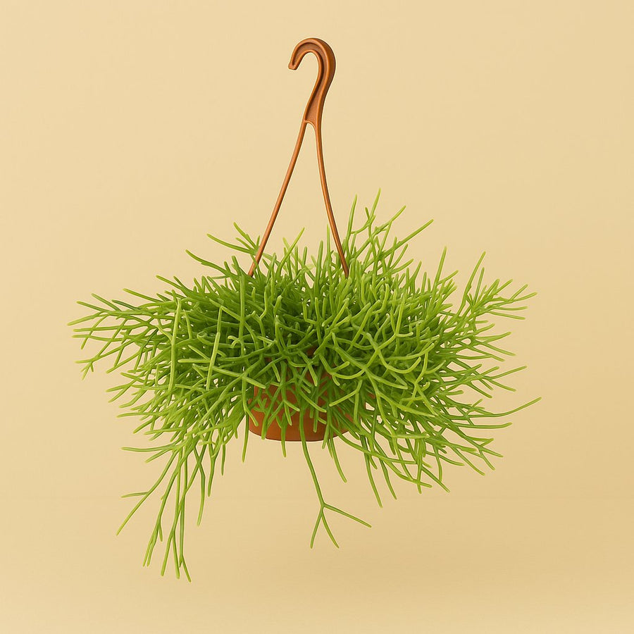 Rhipsalis Heteroclada - 35cm in einem modernen Studio mit modernem Topf