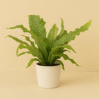 Microsorum Crocodyllus - 40cm in einem modernen Studio mit modernem Topf