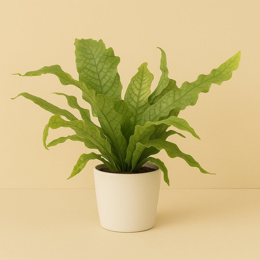 Microsorum Crocodyllus - 40cm in einem modernen Studio mit modernem Topf