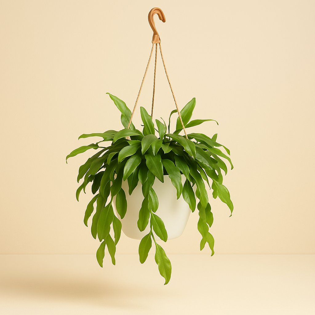 Rhipsalis Crispata - 35cm in einem modernen Studio mit modernem Topf