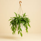 Rhipsalis Crispata - 35cm in einem modernen Studio mit modernem Topf