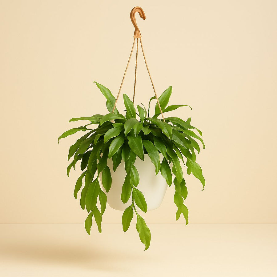 Rhipsalis Crispata - 35cm in einem modernen Studio mit modernem Topf