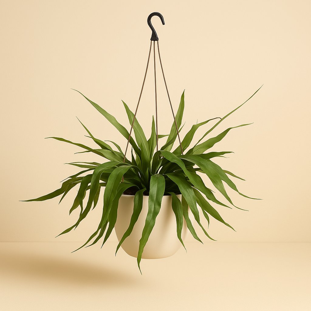 Epiphyllum Pumilum - 30cm in einem modernen Studio mit modernem Topf