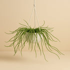 Rhipsalis Selenicereus Wercklei - 50cm in einem modernen Studio mit modernem Topf