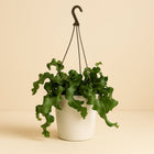 Epiphyllum Guatamalense - 40cm in einem modernen Studio mit modernem Topf